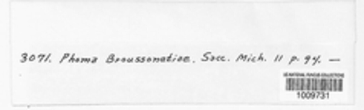 Phomopsis broussonetiae image